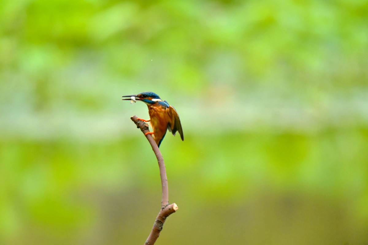【鸟趣】可爱的普通翠鸟