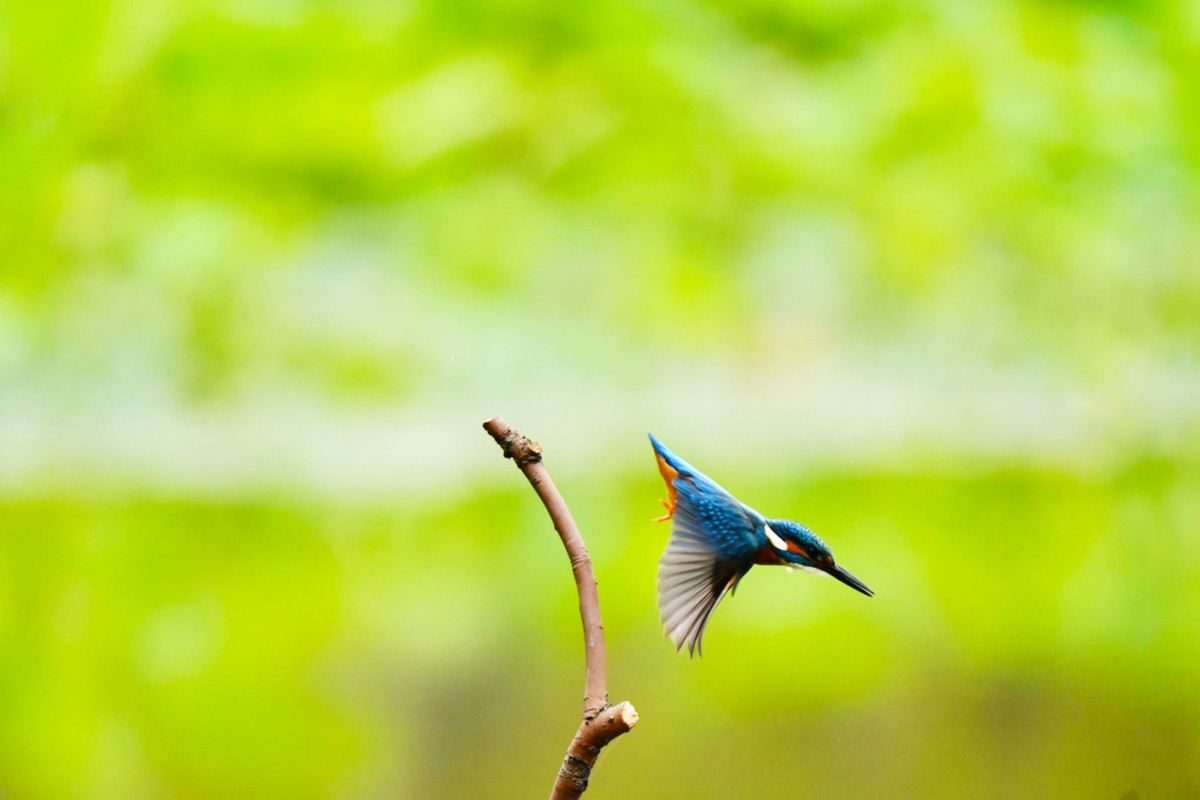 【鸟趣】可爱的普通翠鸟