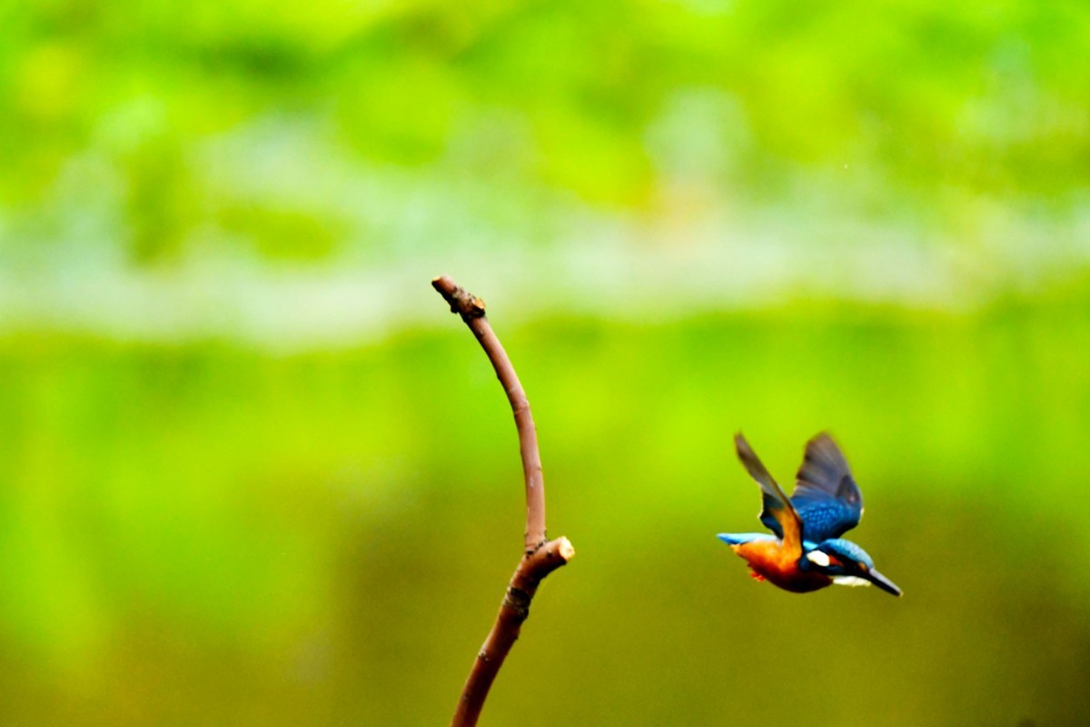 【鸟趣】可爱的普通翠鸟