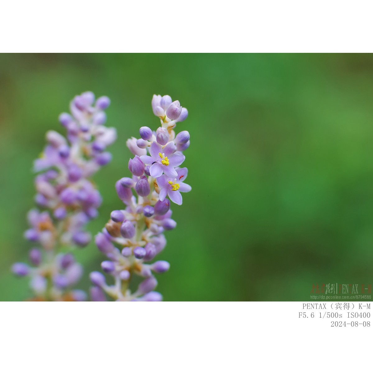 蜜蜂食蚜蝇沿阶草等