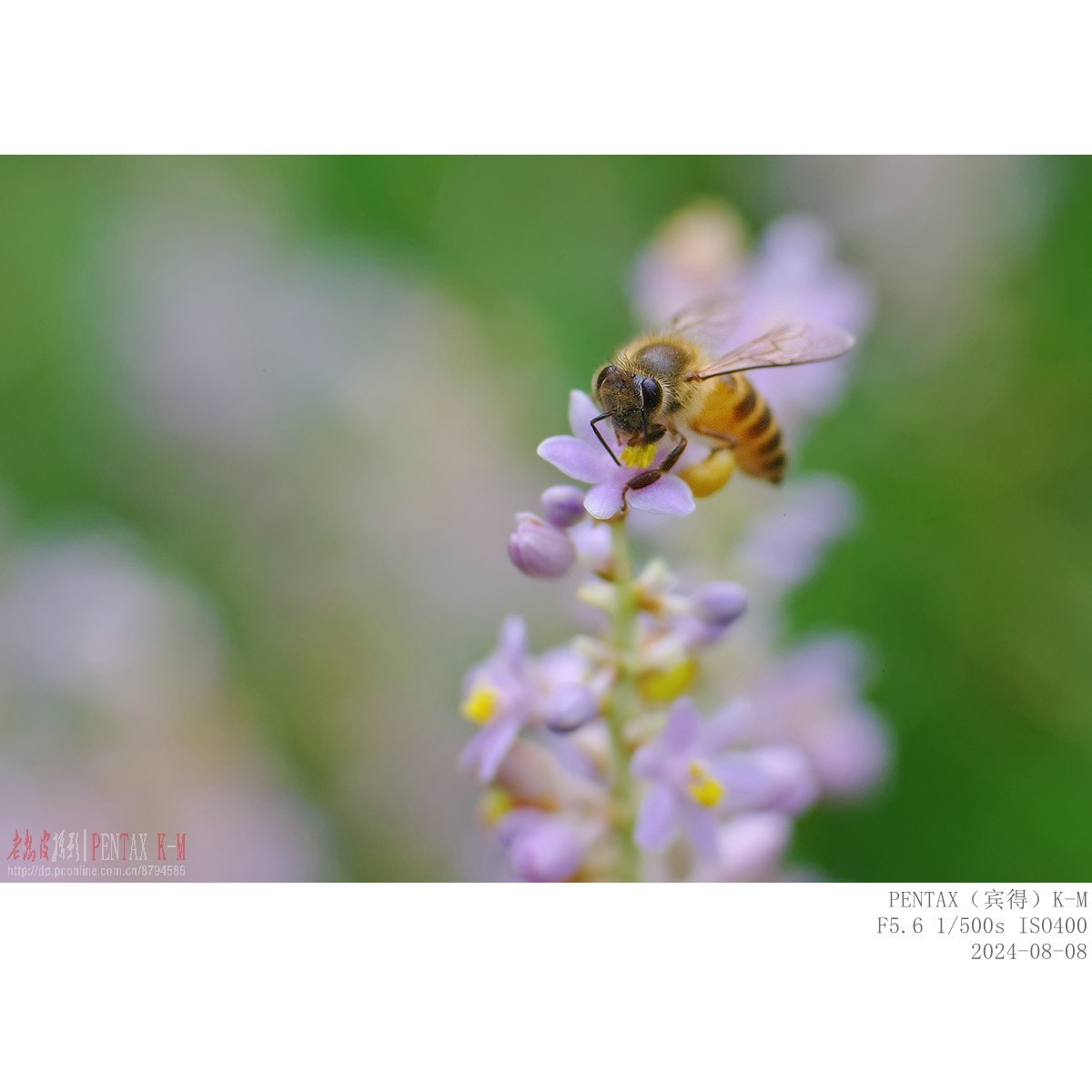 蜜蜂食蚜蝇沿阶草等