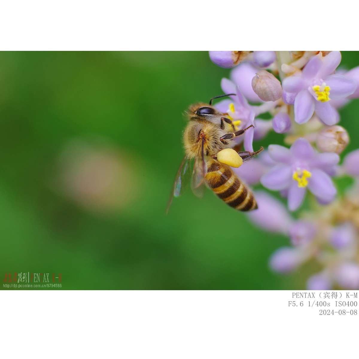 蜜蜂食蚜蝇沿阶草等
