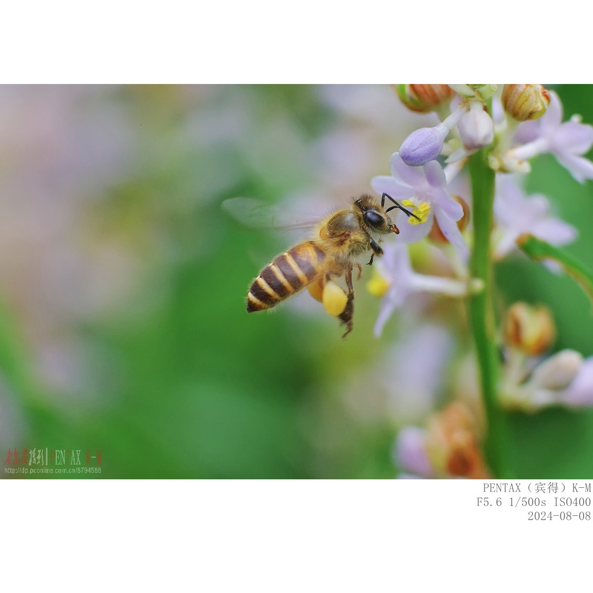 蜜蜂食蚜蝇沿阶草等