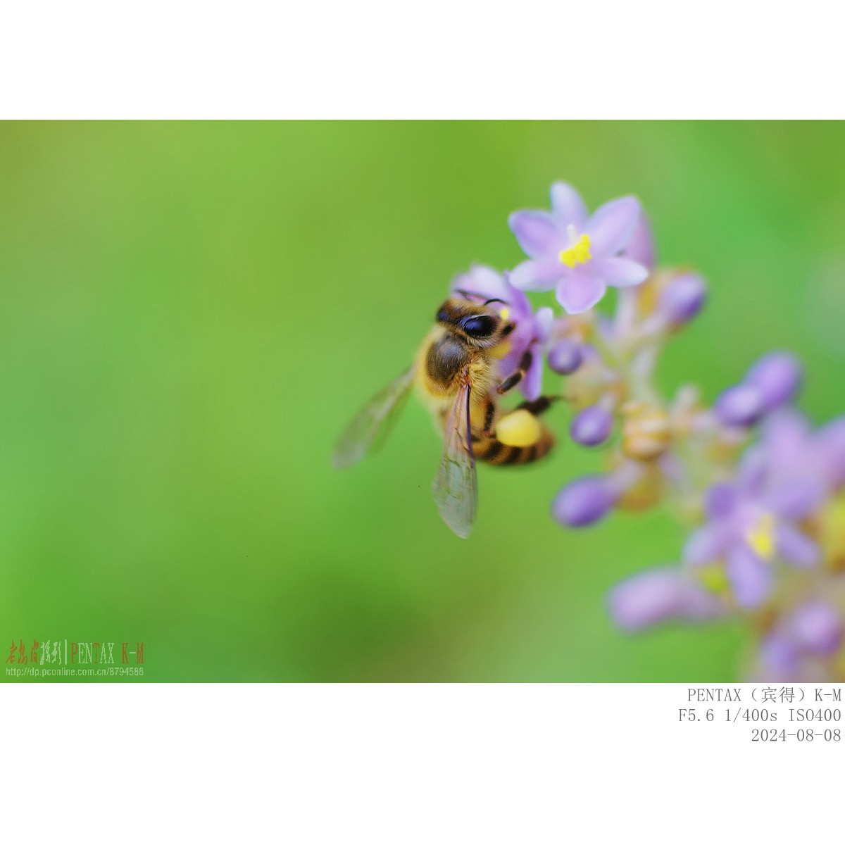 蜜蜂食蚜蝇沿阶草等