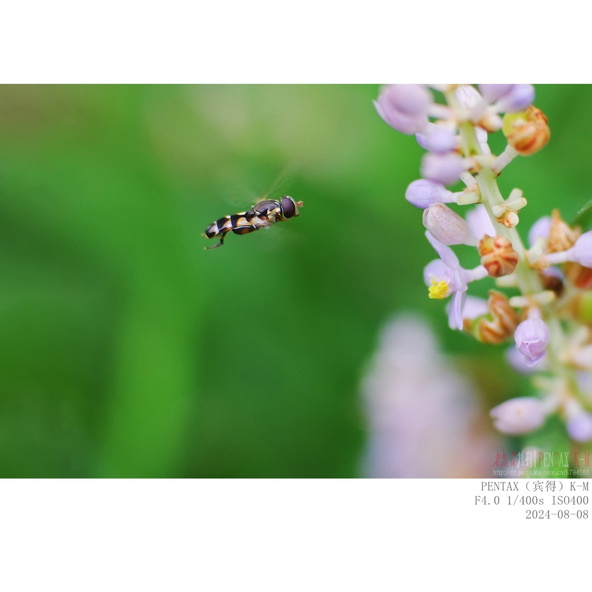 蜜蜂食蚜蝇沿阶草等