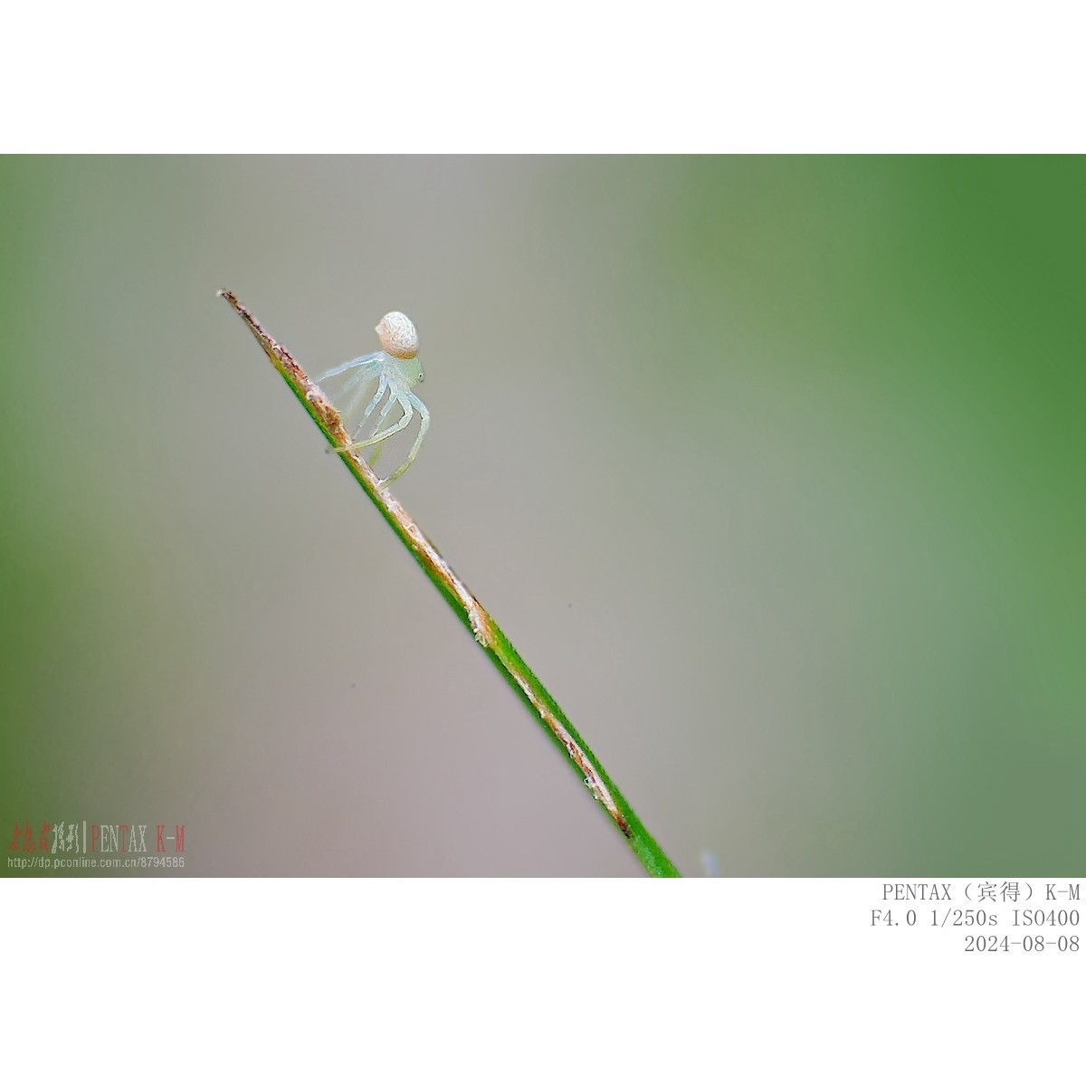 蜜蜂食蚜蝇沿阶草等