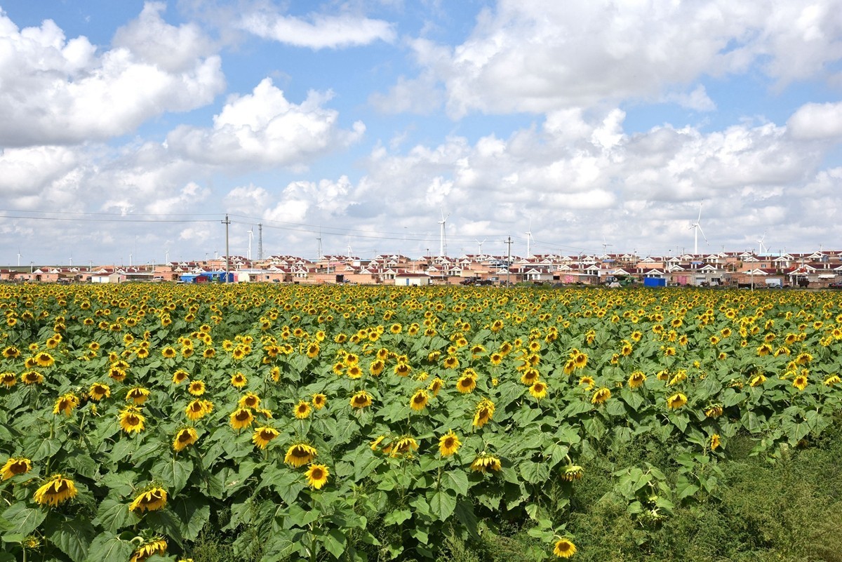 八月，内蒙【7】