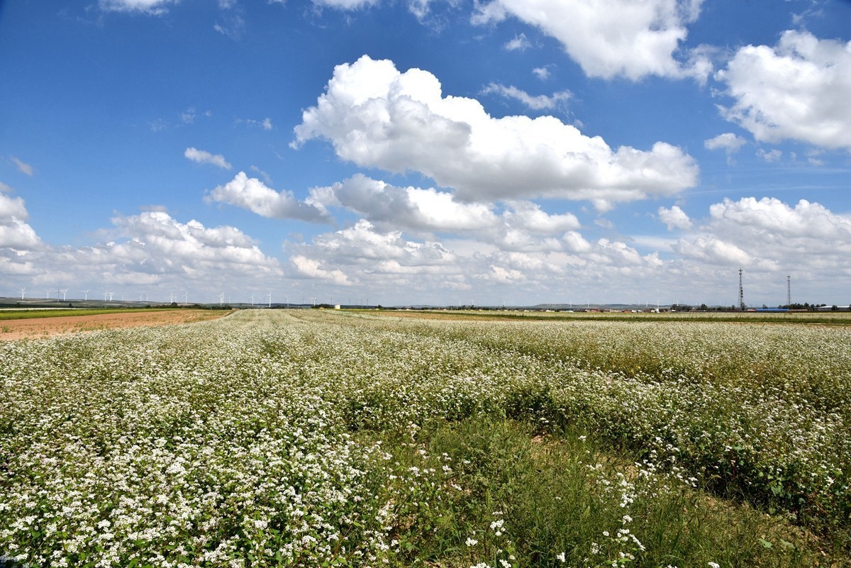 八月，内蒙【7】