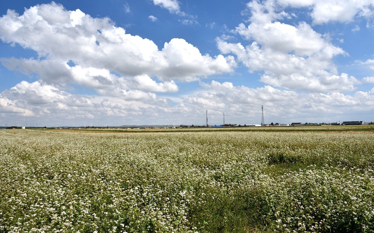 八月，内蒙【7】