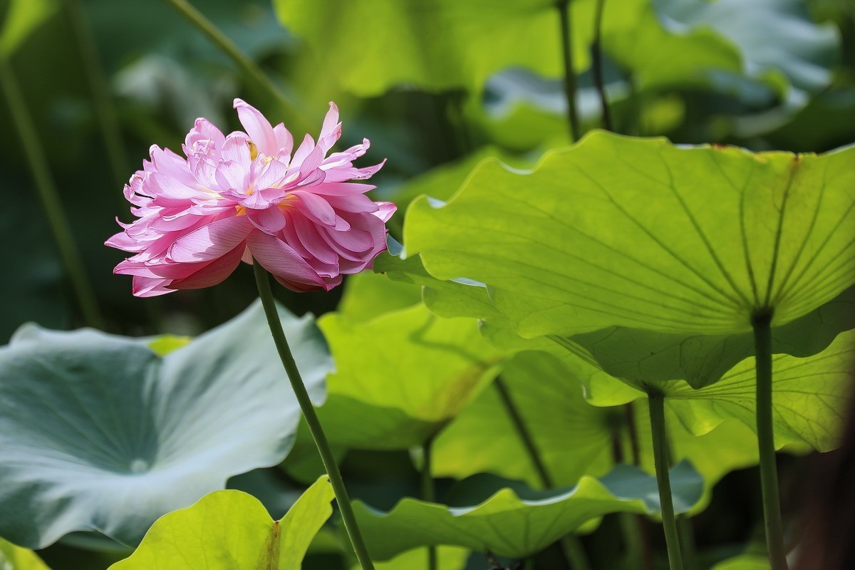 小区荷池6
