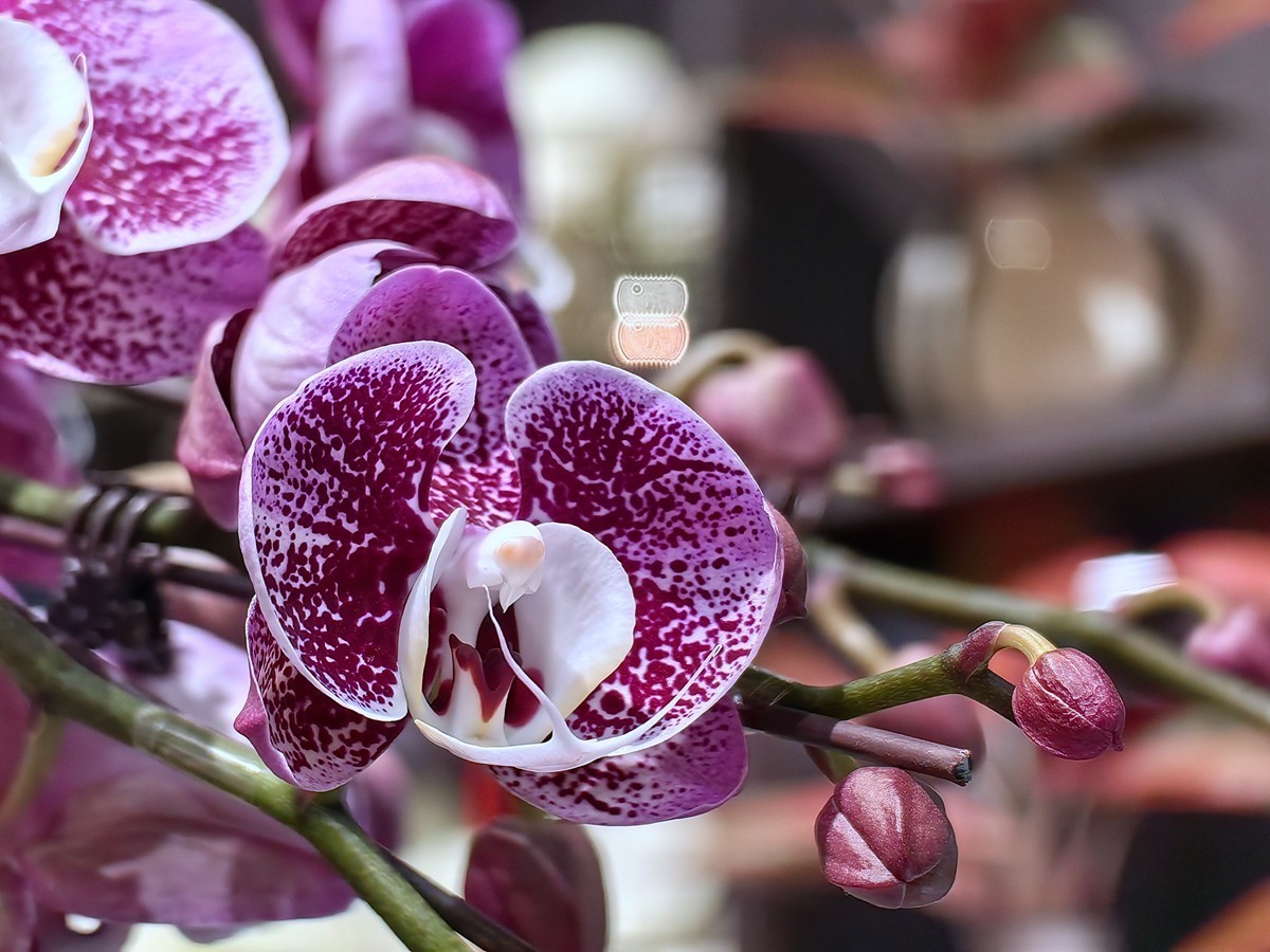 城市光影碎片之五十一----超市里的蝴蝶兰