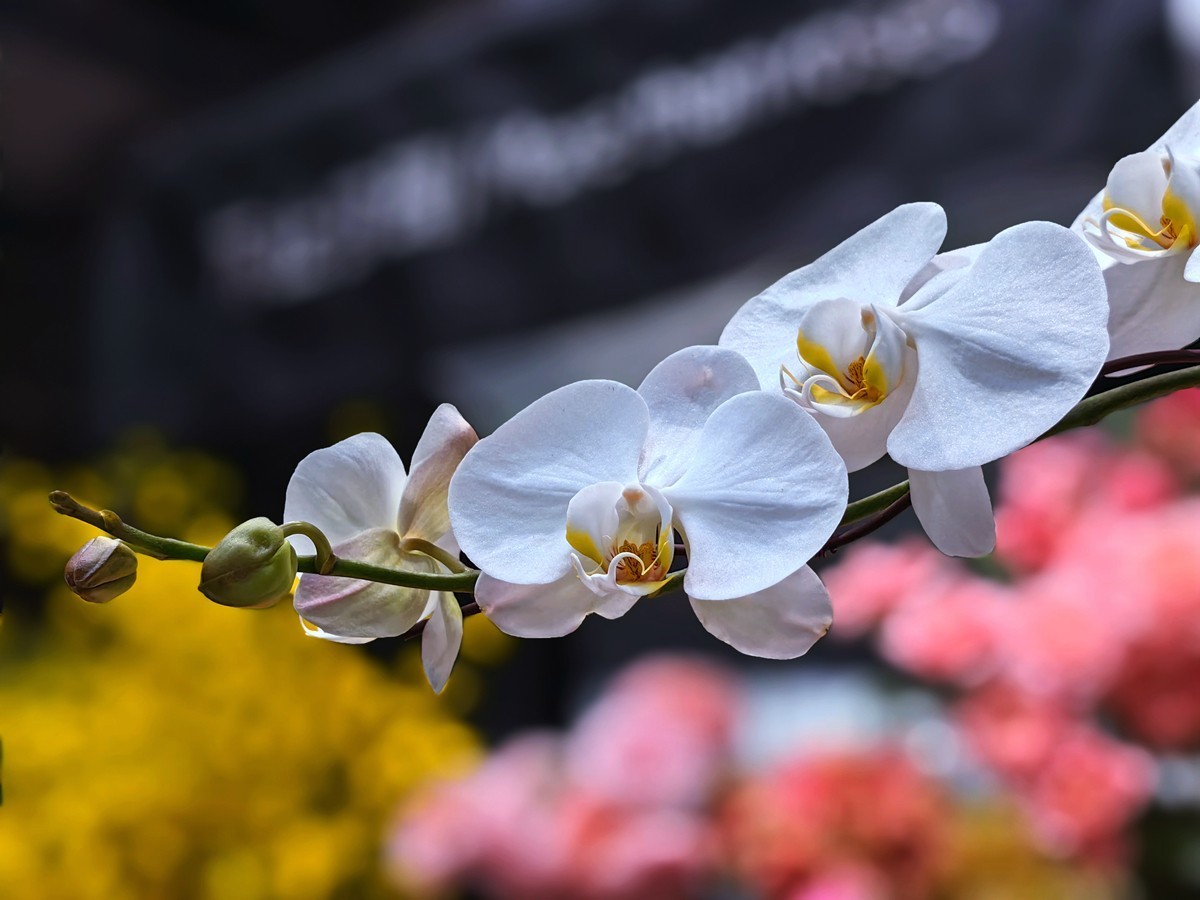 城市光影碎片之五十一----超市里的蝴蝶兰