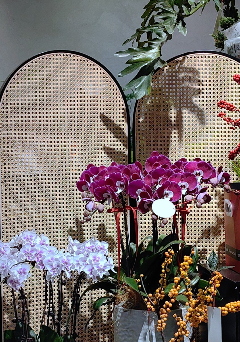 城市光影碎片之五十一----超市里的蝴蝶兰