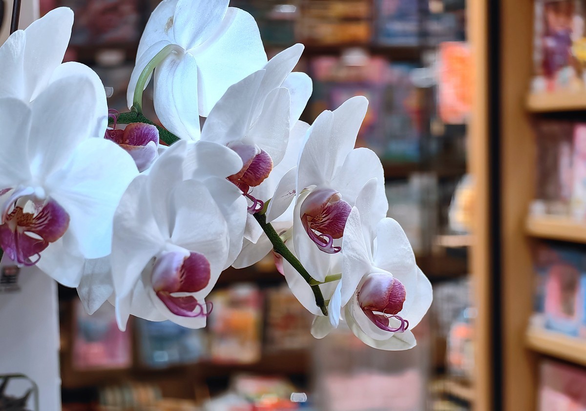 城市光影碎片之五十一----超市里的蝴蝶兰