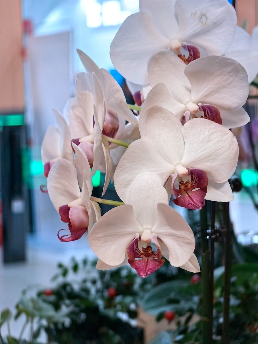 城市光影碎片之五十一----超市里的蝴蝶兰