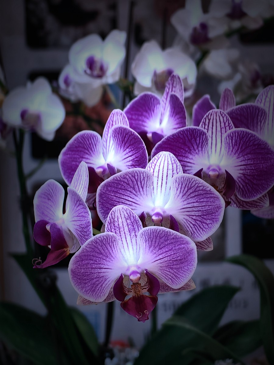 城市光影碎片之五十一----超市里的蝴蝶兰