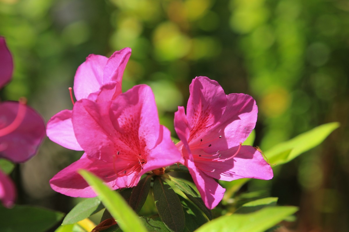 拍摄花卉一（496）