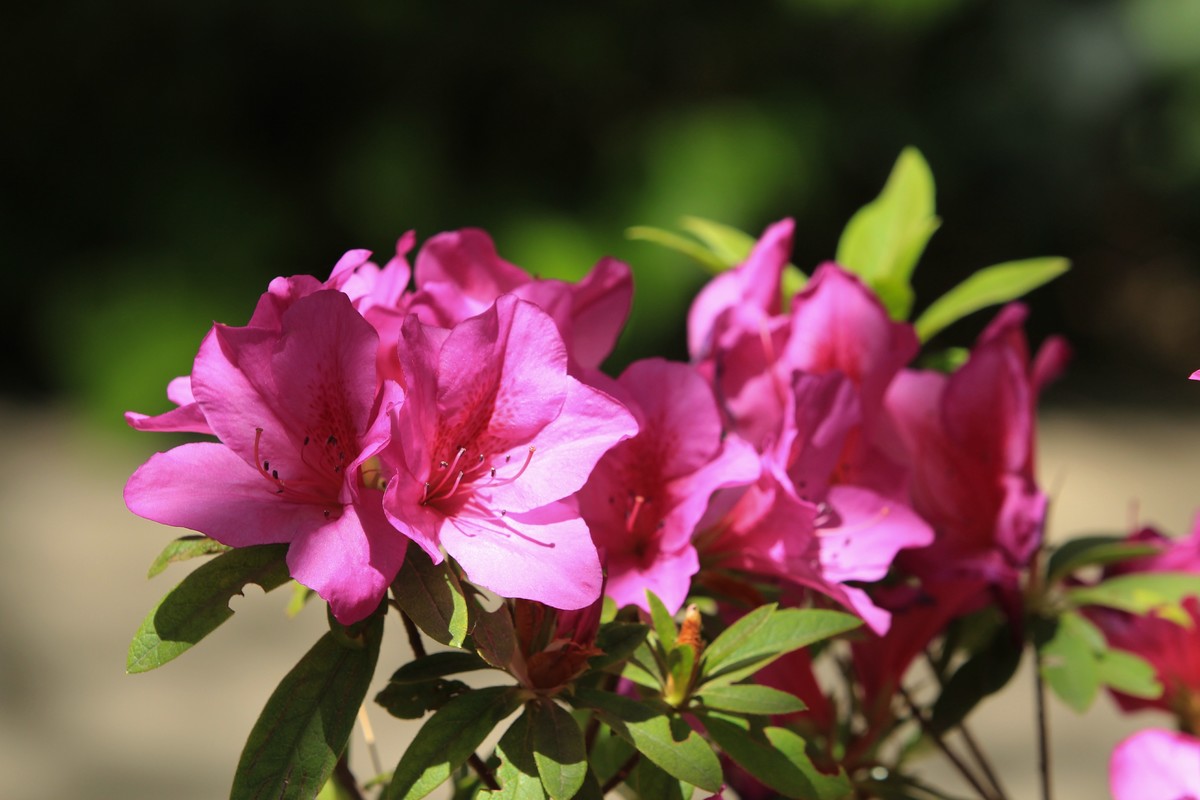 拍摄花卉一（496）