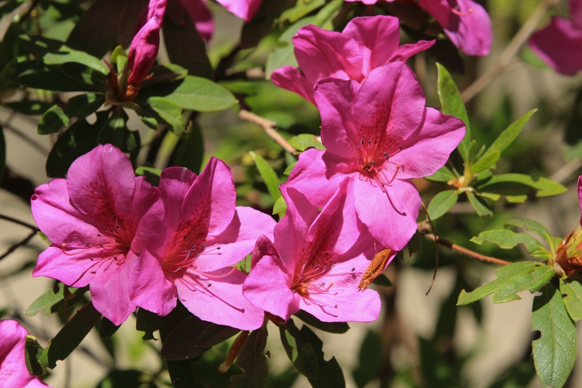 拍摄花卉一（496）