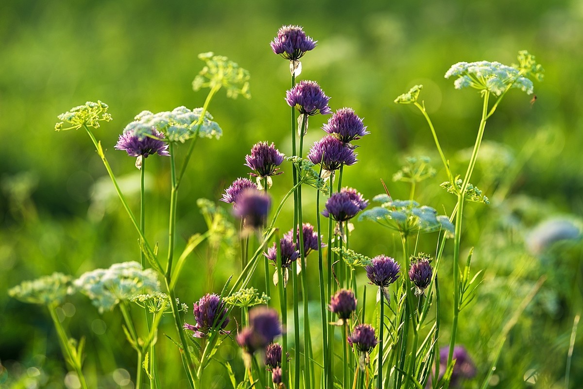藏在京北草原大汗行宫里金戈铁马的峥嵘岁月