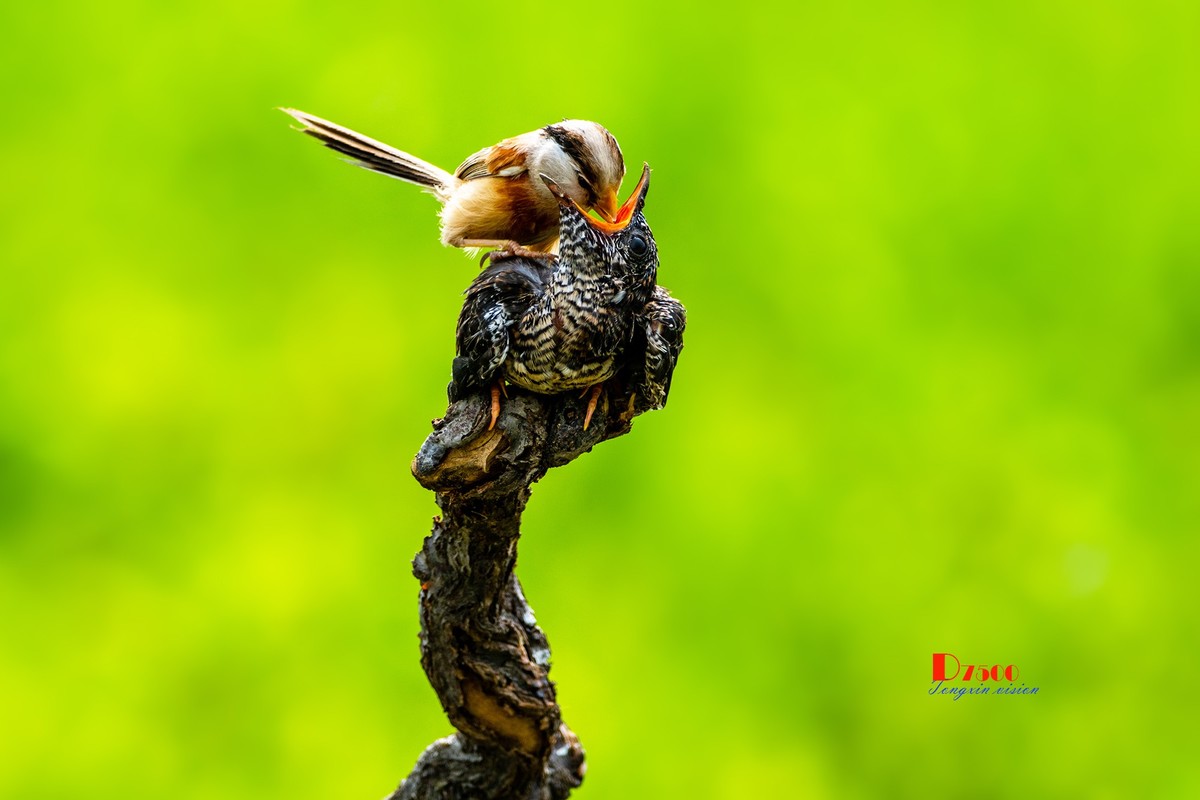 震旦鸦雀与杜鹃鸟47