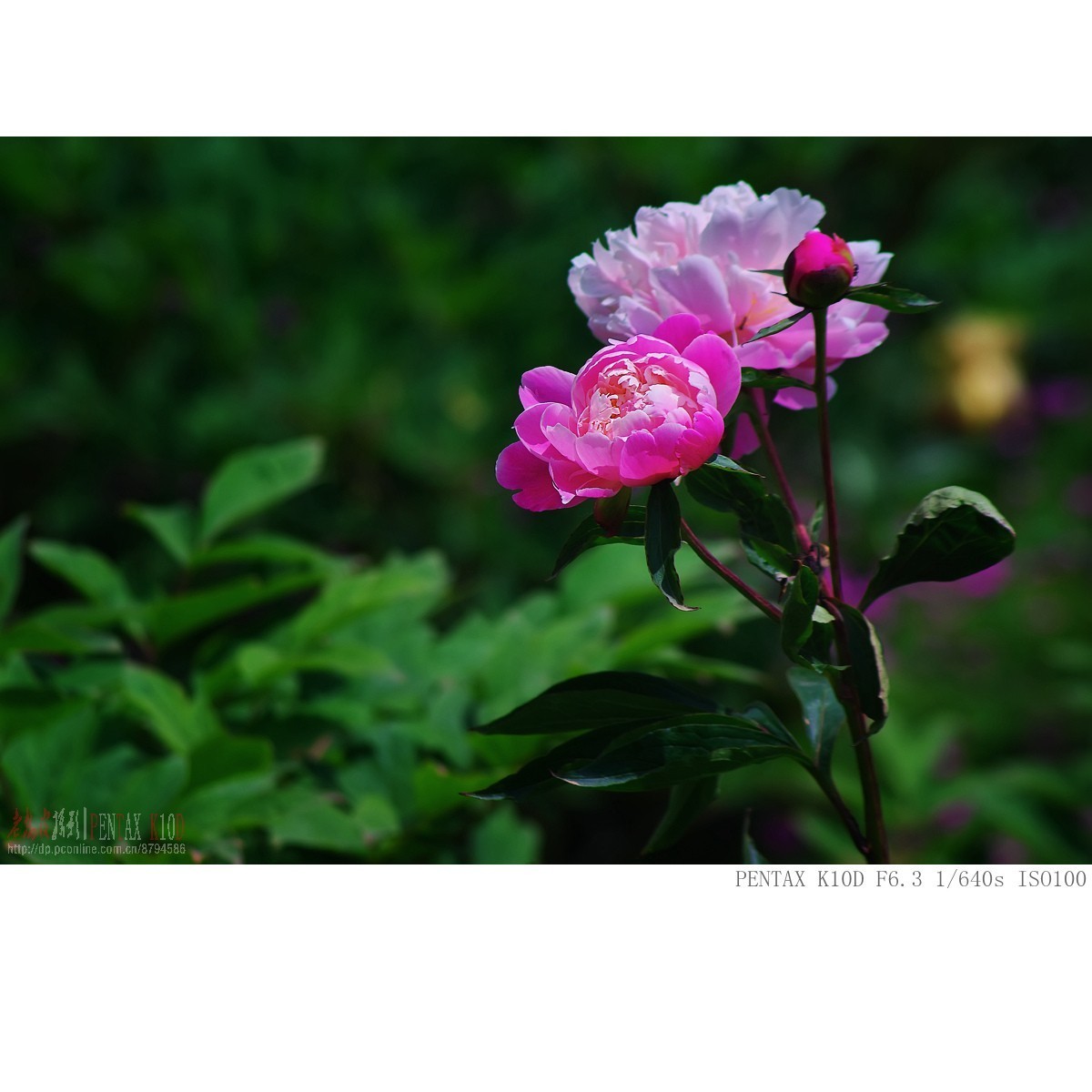 盛开的芍药 枯萎的牡丹