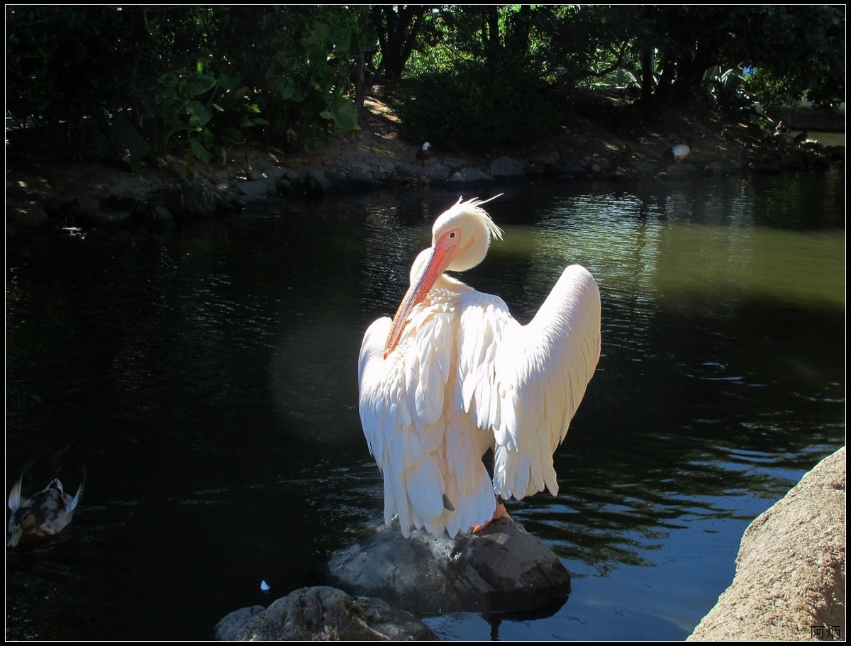 旅游随拍  神户室内动物园