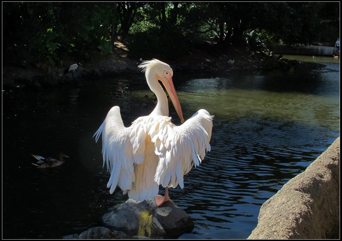 旅游随拍  神户室内动物园