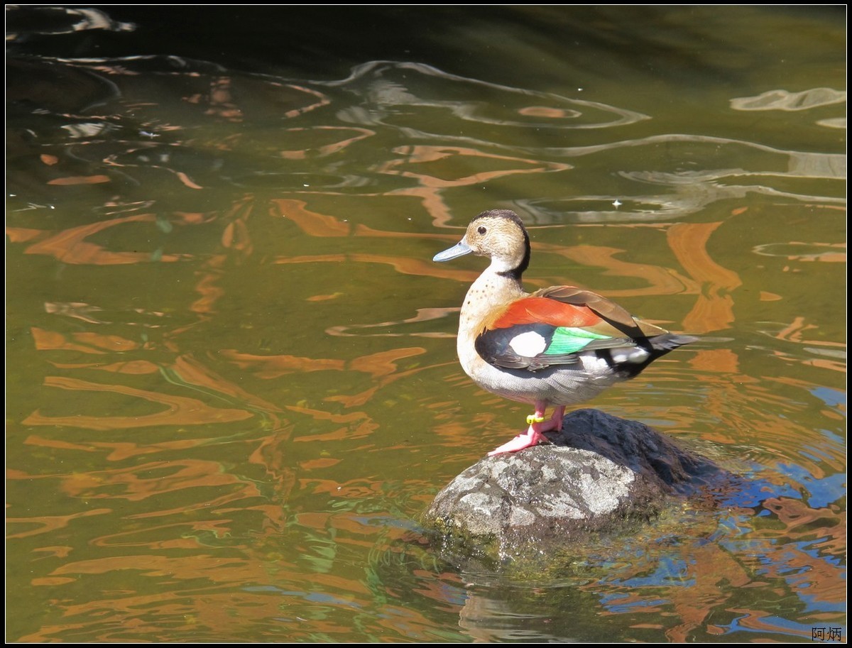 旅游随拍  神户室内动物园
