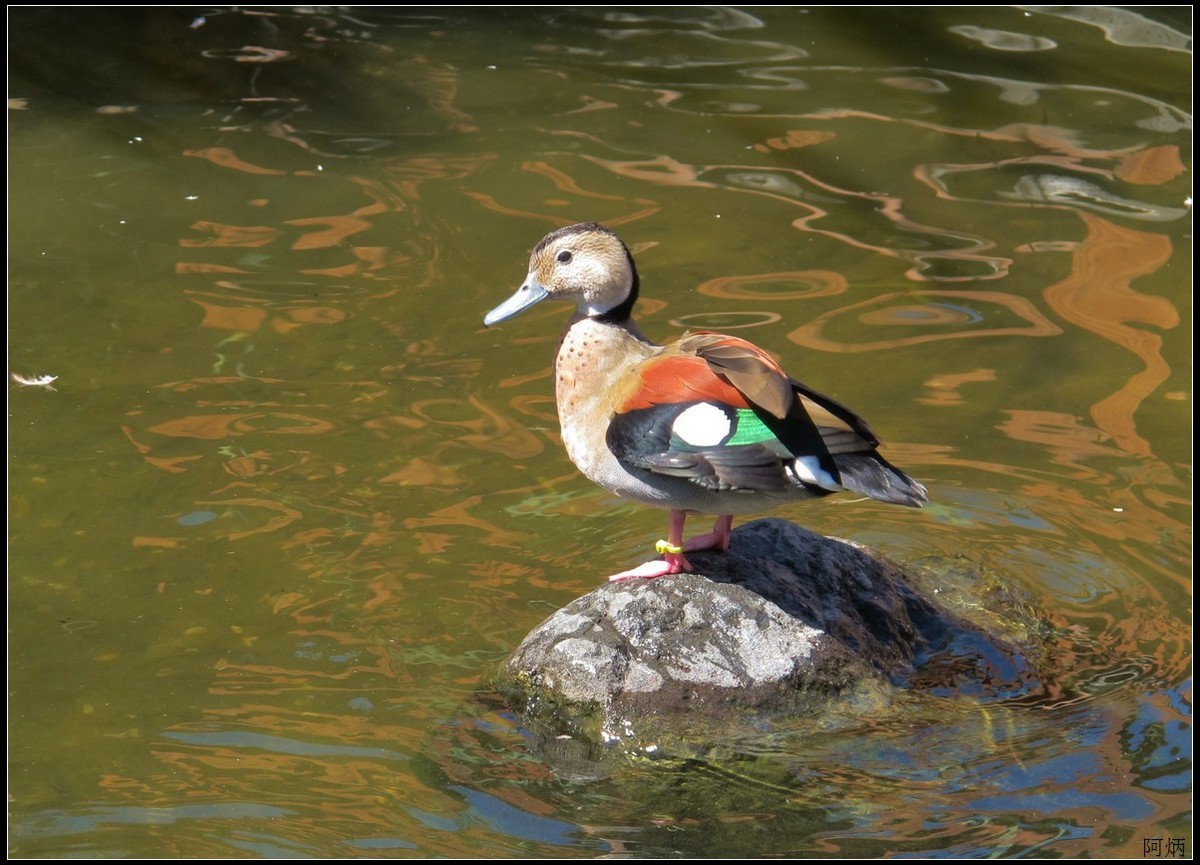 旅游随拍  神户室内动物园