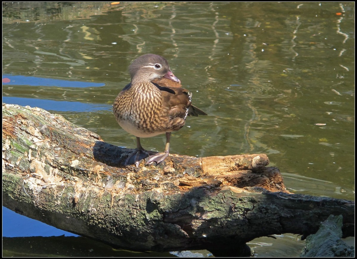 旅游随拍  神户室内动物园