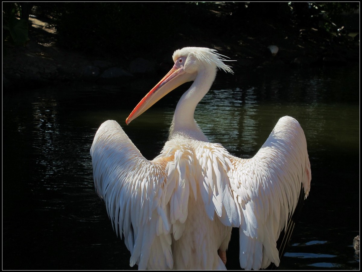 旅游随拍  神户室内动物园