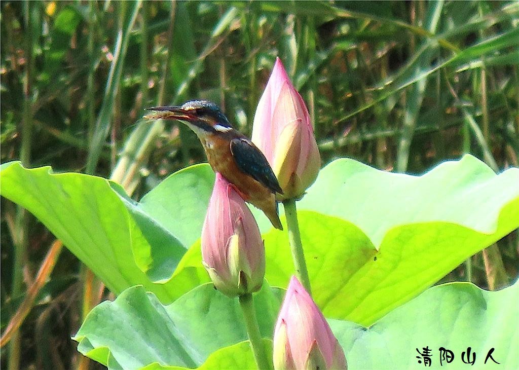 宝清县风景{翠鸟 2}清阳山人