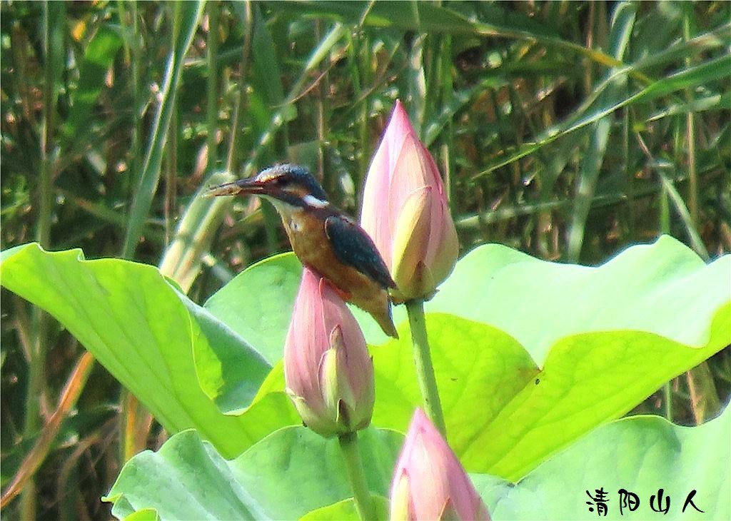 宝清县风景{翠鸟 2}清阳山人
