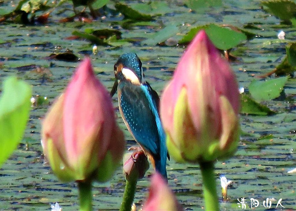 宝清县风景{翠鸟 2}清阳山人