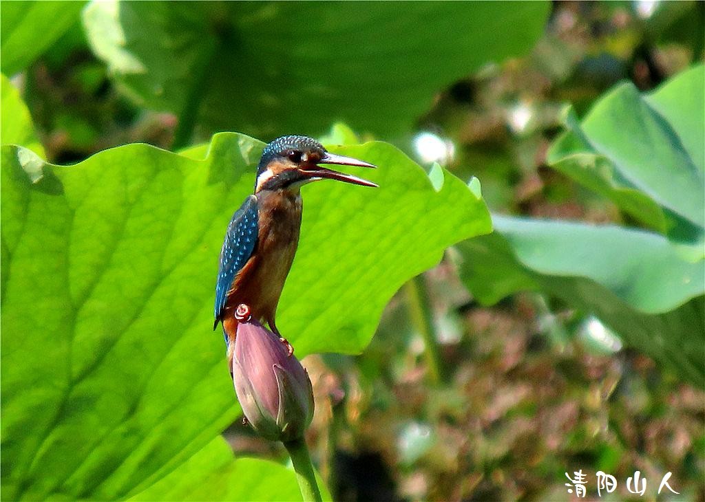 宝清县风景{翠鸟 2}清阳山人
