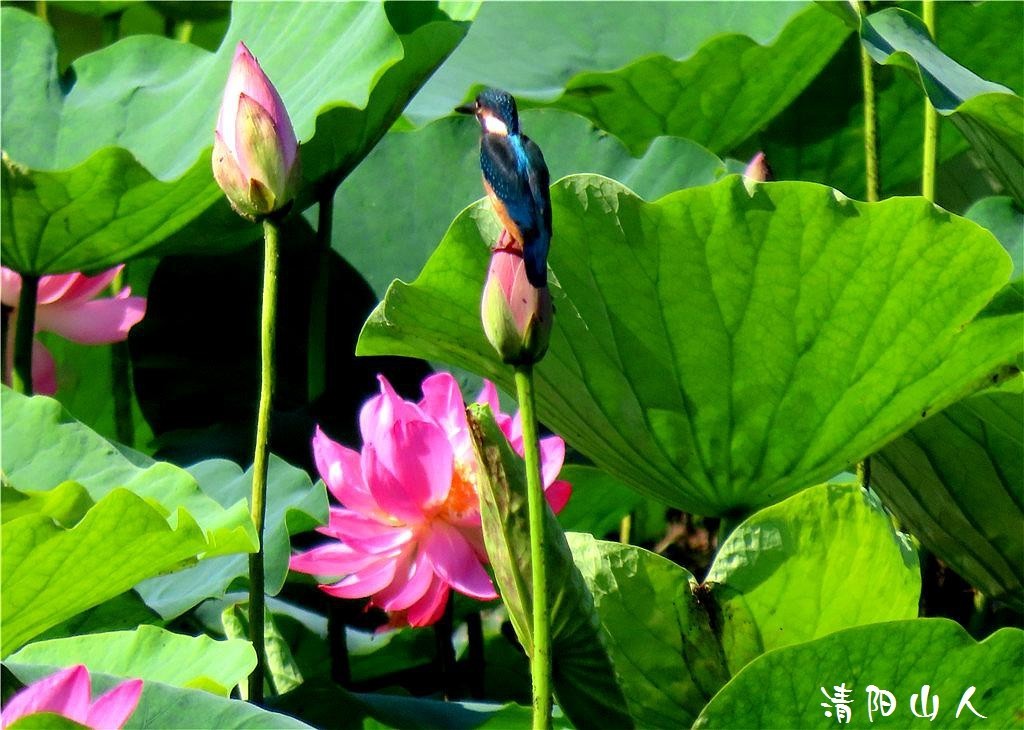 宝清县风景{翠鸟 2}清阳山人