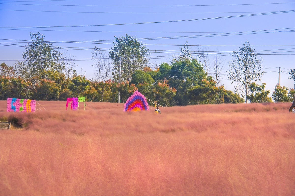 2023-11-26扬州长兴农场粉黛乱子草花海（七）