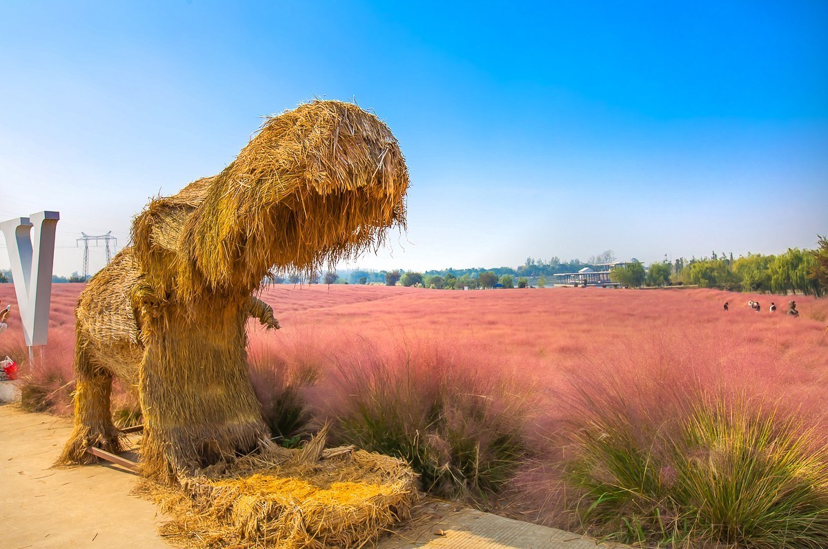 2023-11-26扬州长兴农场粉黛乱子草花海（七）