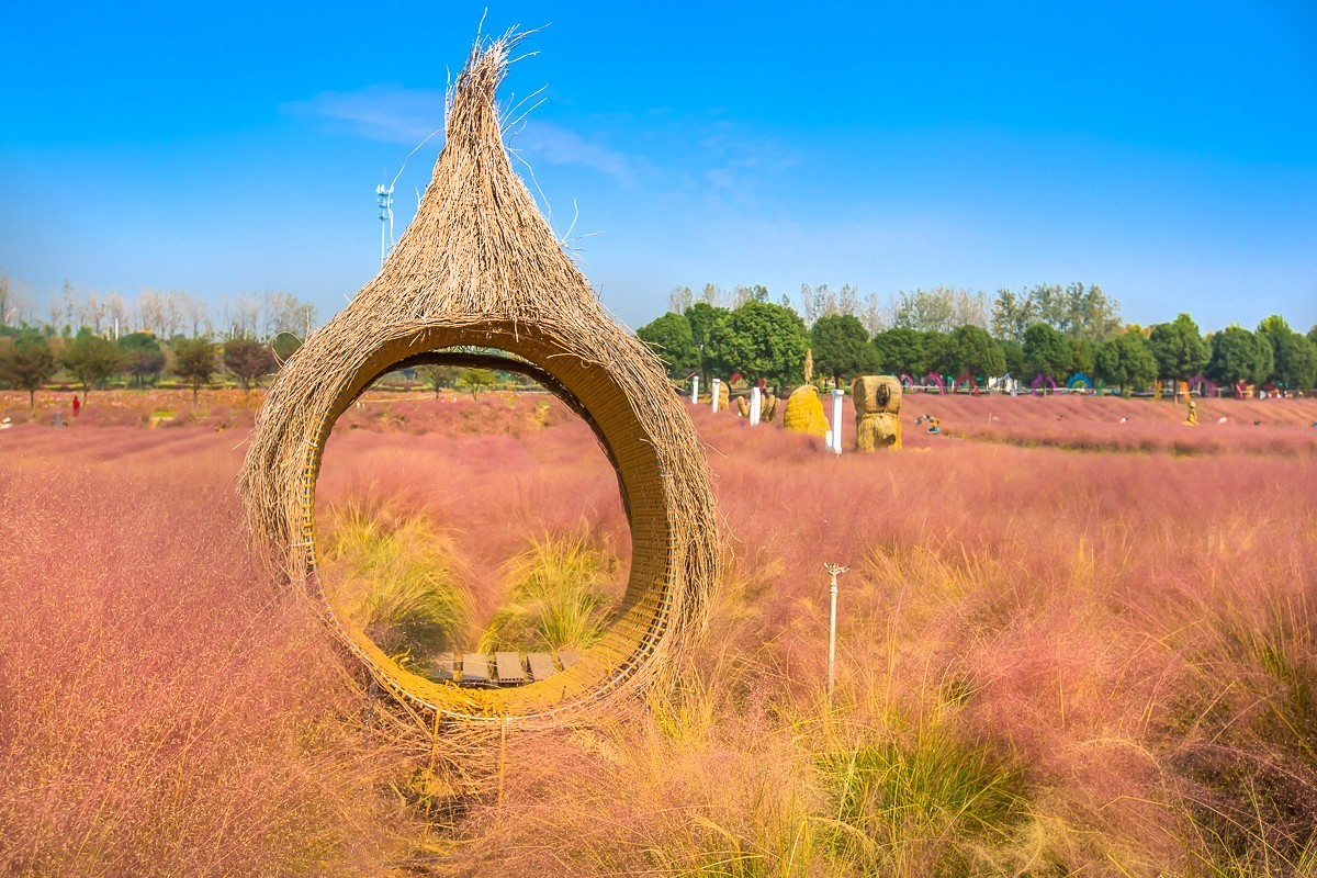 2023-11-26扬州长兴农场粉黛乱子草花海（七）