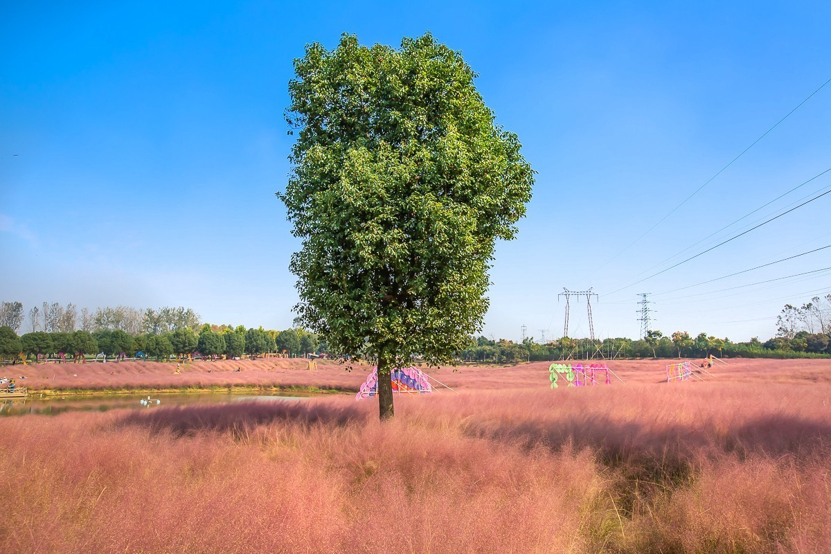 2023-11-26扬州长兴农场粉黛乱子草花海（七）