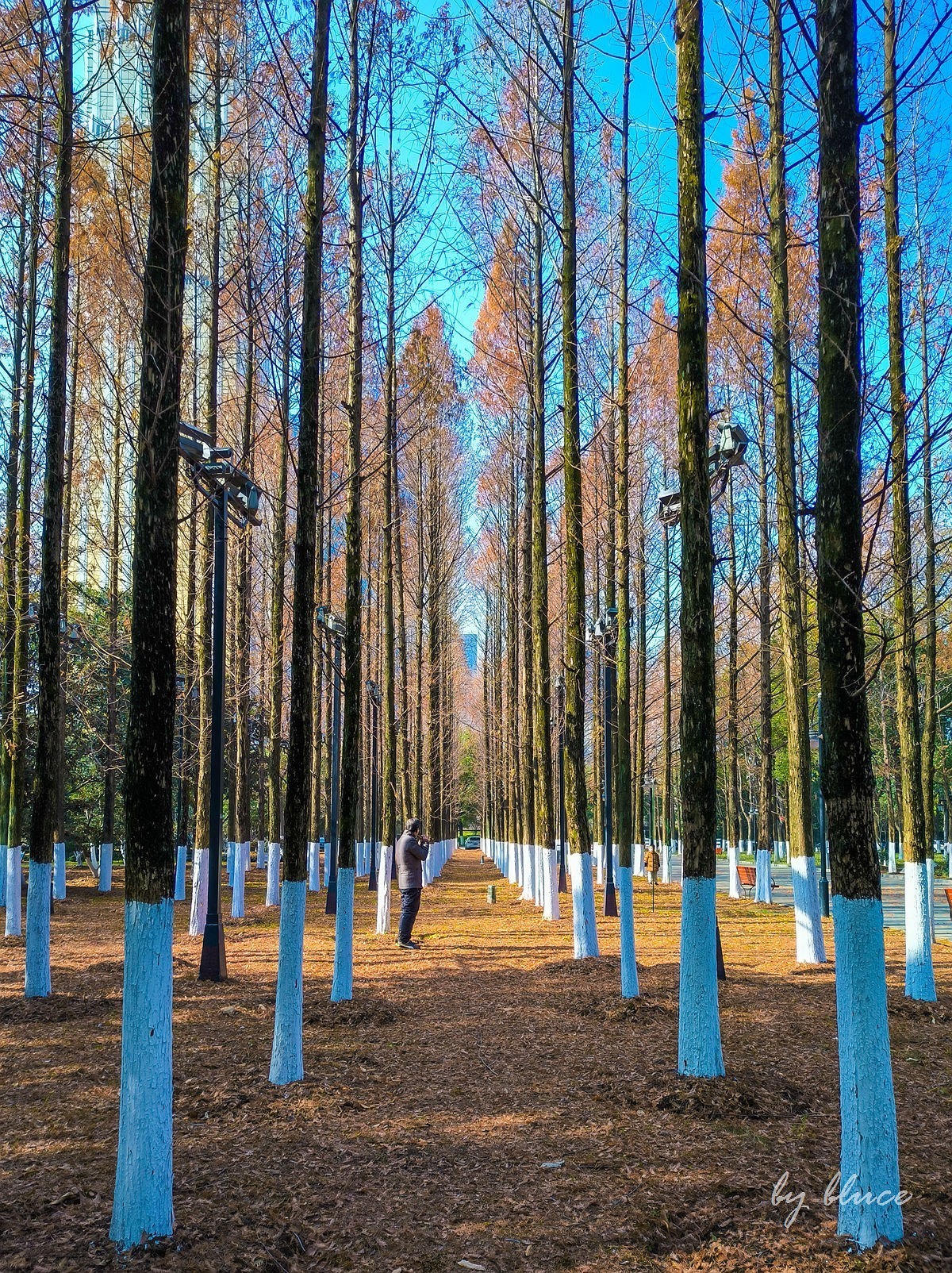 武汉游记————汉口江滩