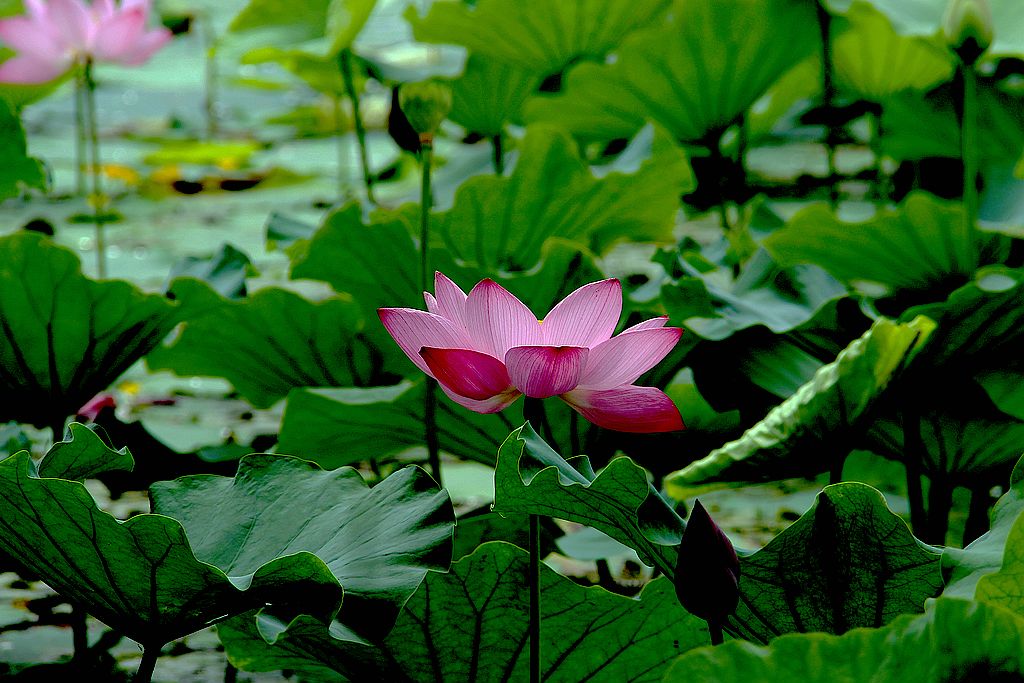 文峰公园荷花绽放=4