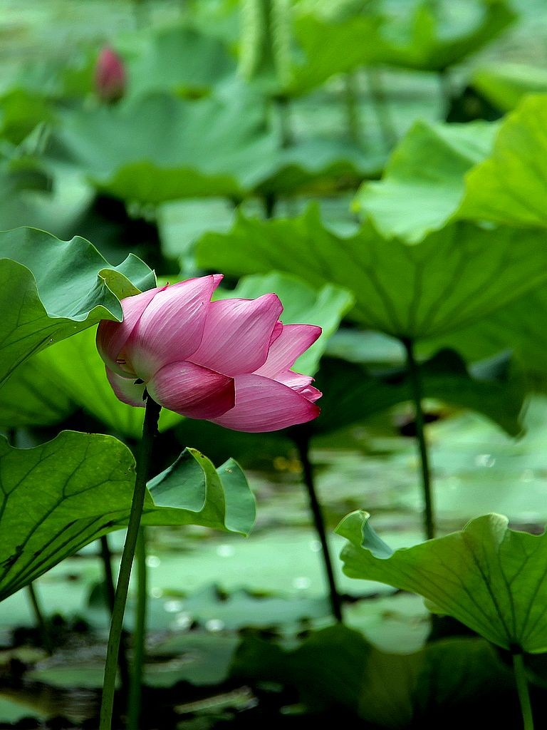 文峰公园荷花绽放=4