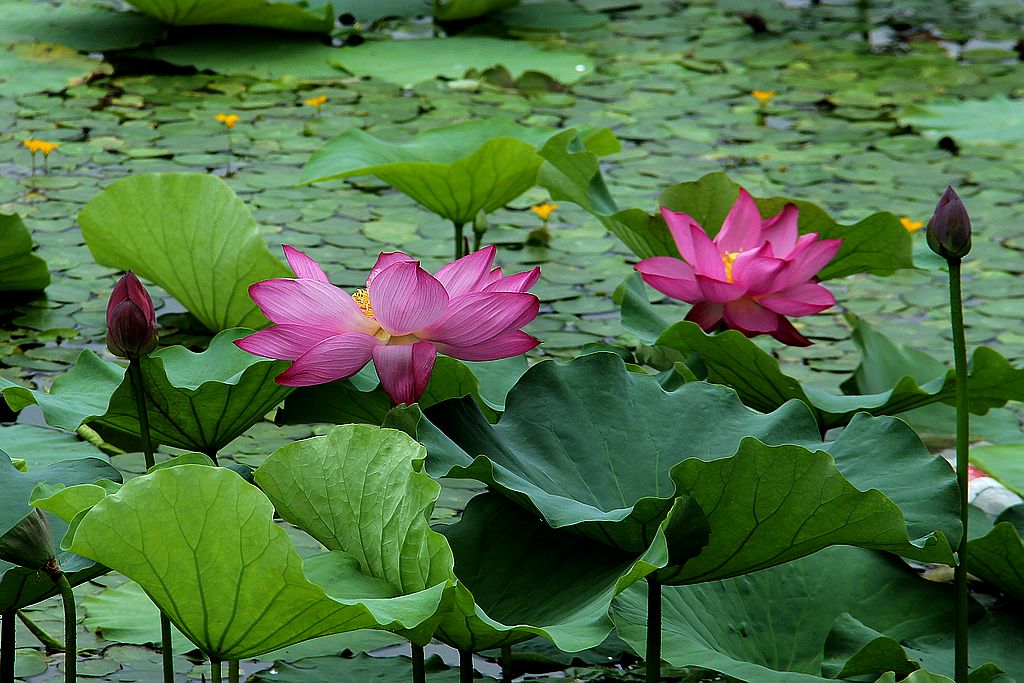 文峰公园荷花绽放=4