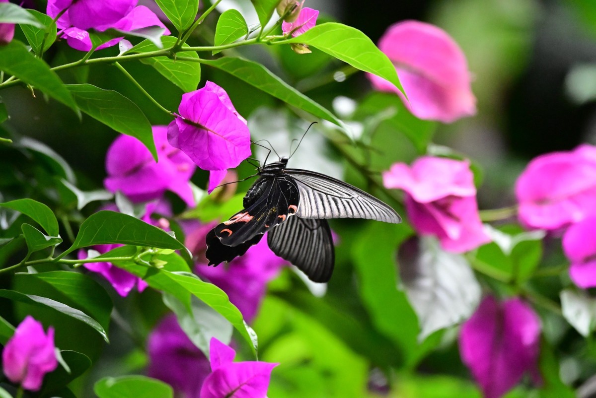 深秋的霸王蝴蝶