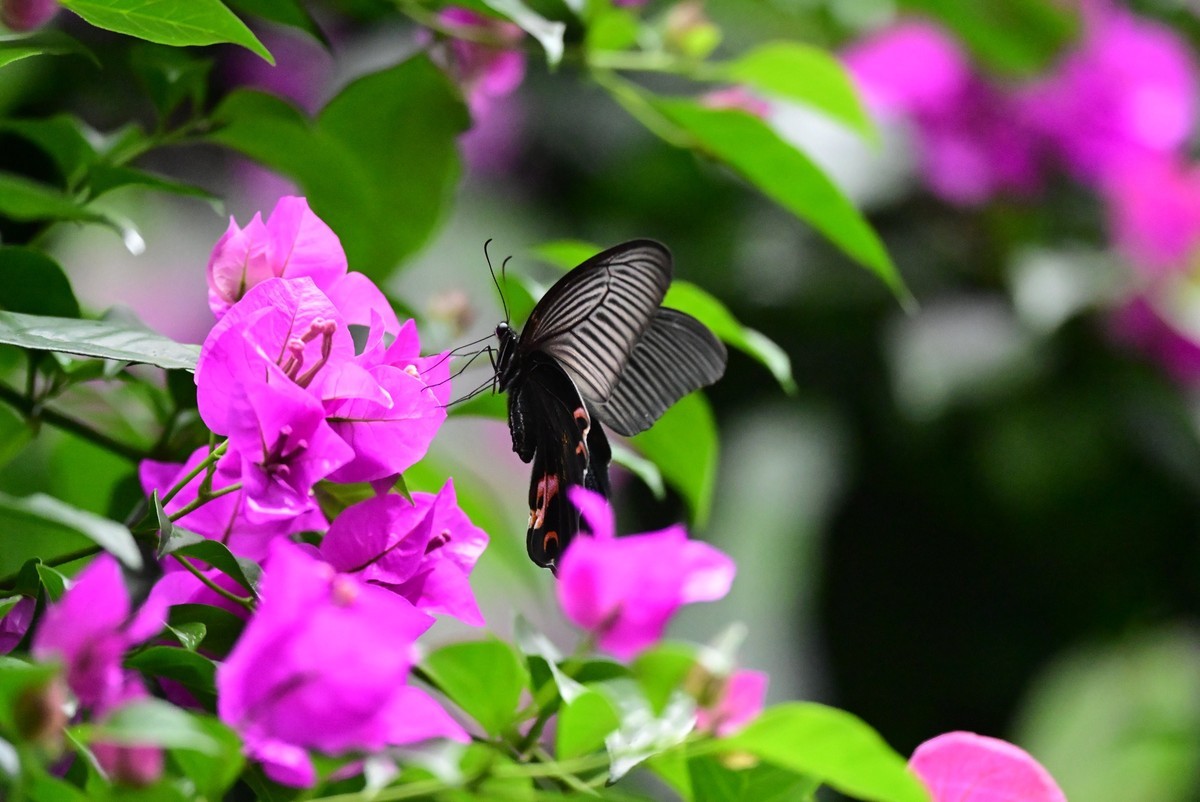 深秋的霸王蝴蝶