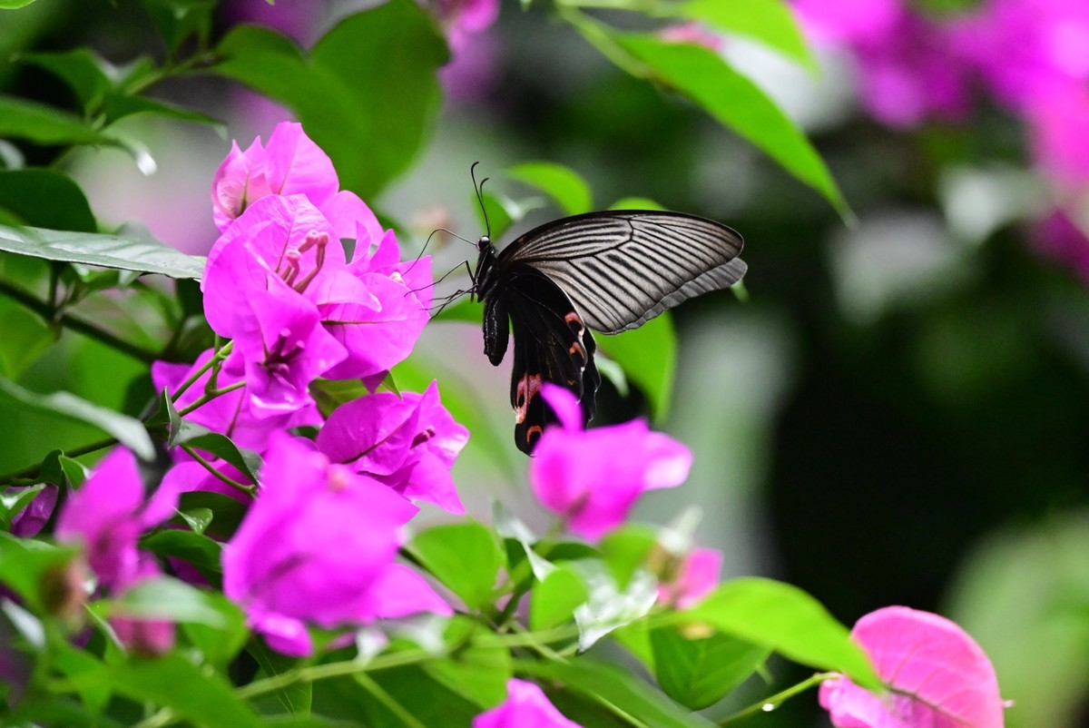深秋的霸王蝴蝶