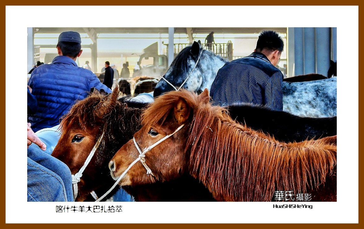 2023西行游记（新疆074）—牛羊大巴扎交易拾萃（喀什）