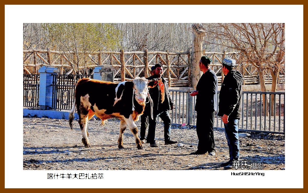 2023西行游记（新疆074）—牛羊大巴扎交易拾萃（喀什）